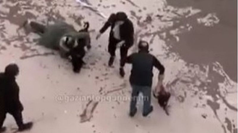 Gaziantep'teki pitbull saldırısında 2 tutuklama