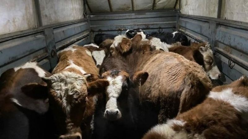 Samsun'da besiciyi dolandırıp 11 ineğini çalan 3 şüpheli yakalandı