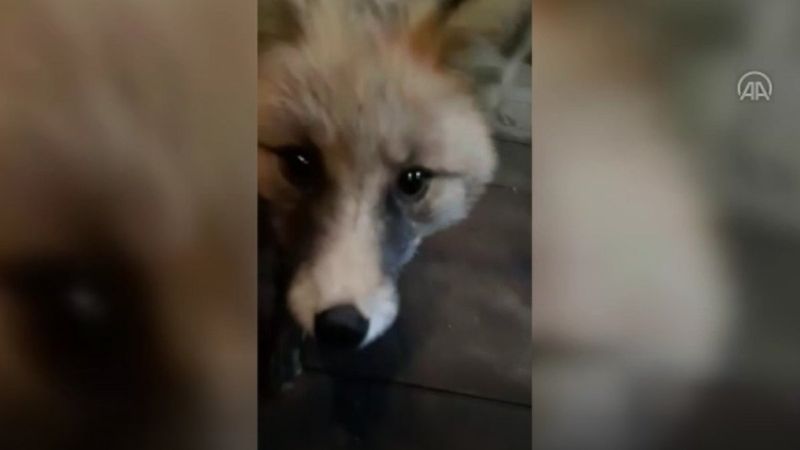 Rizeli esnafın tilkilerle gülümseten sohbeti