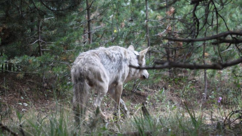 Sarıkamış kurdunun 1600 kilometrelik yolculuğu