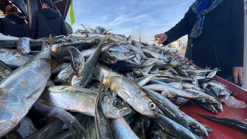 Denizlerde istavrit bolluğu yaşanıyor