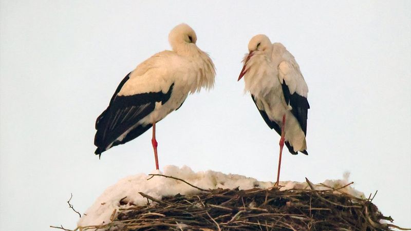 Hakkari'de göç etmeyen leyleklere köylüler sahip çıktı