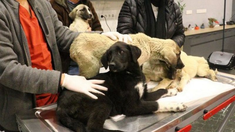 Ankara'da zehirlendiği tahmin edilen 9 yavru köpekten 4'ü öldü