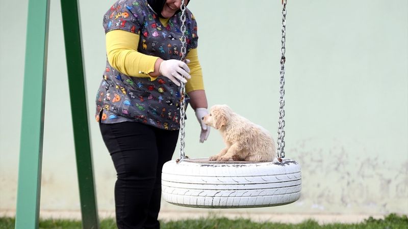 Düzce'de sokak hayvanları için 10 bin metrekarelik açık yaşam alanı