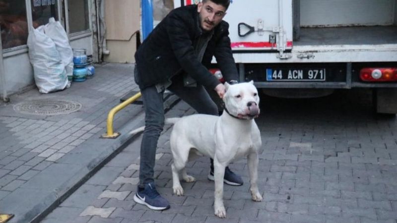 Malatya'da kavga ettikleri şahsın üzerine pitbull saldılar