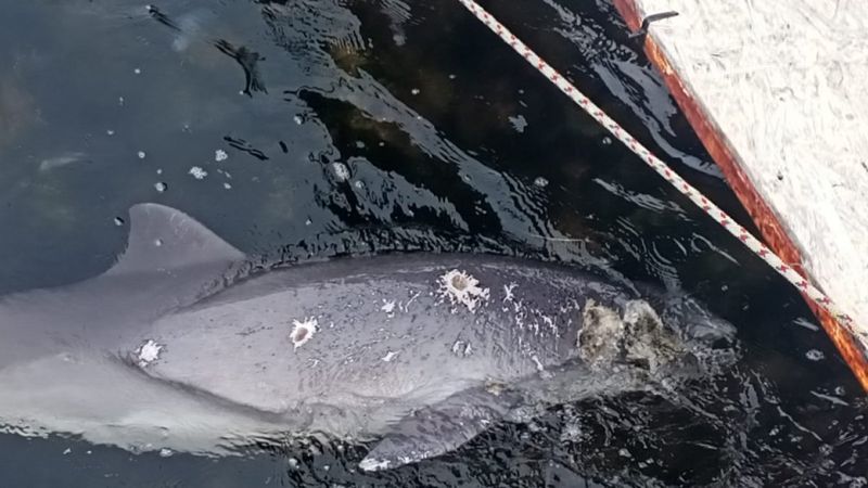 Kocaeli’de yunusu kurşunlayarak öldürdüler