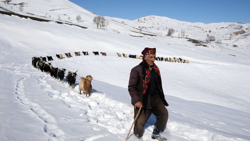 Muş'ta besiciler, yayladaki sürülerini karlı dağları aşarak köylerine ulaştırdı