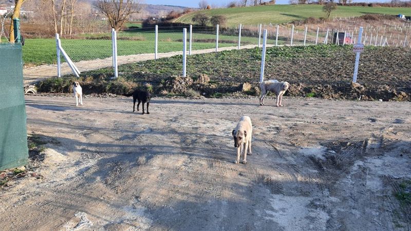 Çatalca’da sokak köpeği tehlikesi