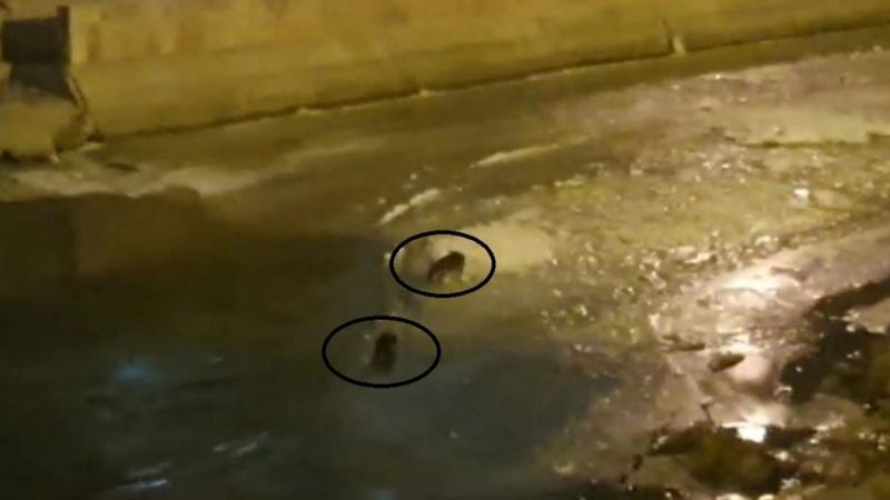 Bayburt'ta nesli tükenmekte olan su samurları görüldü