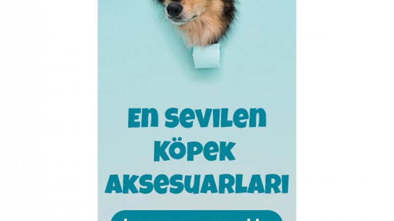 Türkiye'nin en iyi köpek ve kedi yaş mamaları, kumları kuryemama.com'da