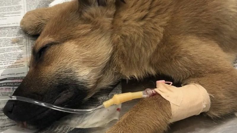 Fatih'te köpeğe cinsel saldırı şüphelisi gözlem altına alınacak