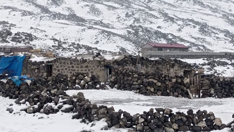 Iğdır'da köpekleri barınak yerine dağ başına bıraktılar