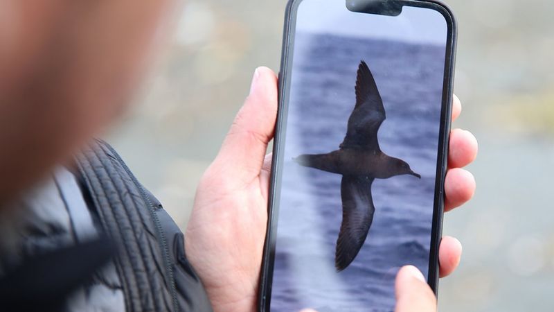 Okyanuslarda yaşayan 'kül rengi yelkovan kuşu' ilk kez Hatay'da görüldü