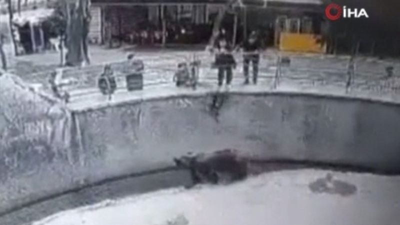 Özbekistan’da anne küçük kızını ayının yanına attı