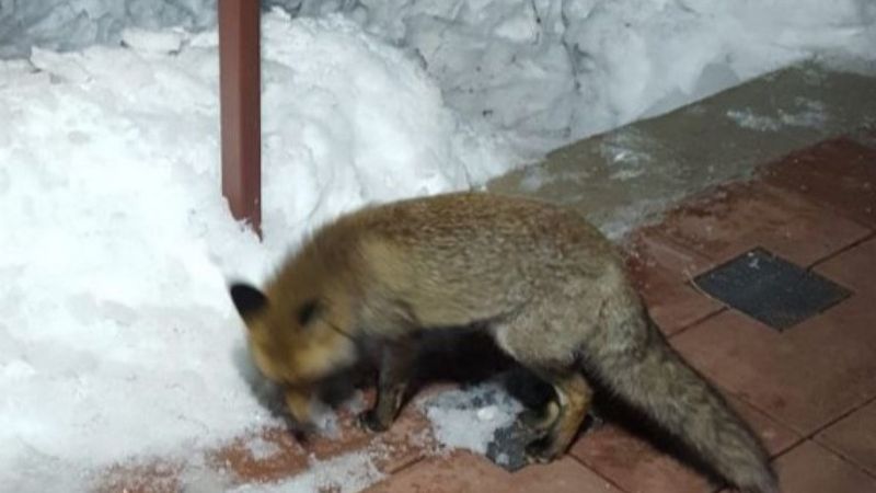 Bursa'da bir kişi, evinin önüne gelen tilkiyi elleriyle besledi