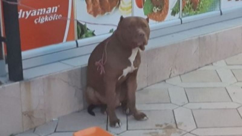 Kocaeli'de başıboş yasaklı cins köpek barınağa götürüldü