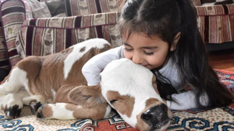 Sivas'ta yaşamaz denilen buzağıyı Hiranur'un sevgisi hayata bağladı