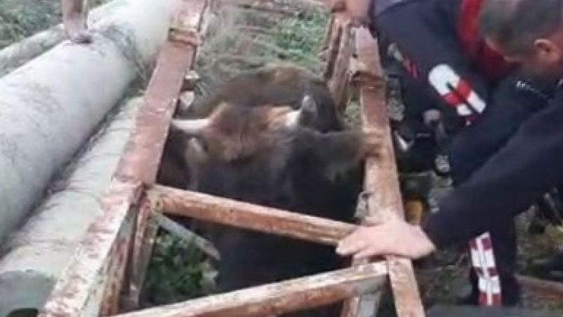 Aydın'da direğe sıkışan ineği itfaiye kurtardı