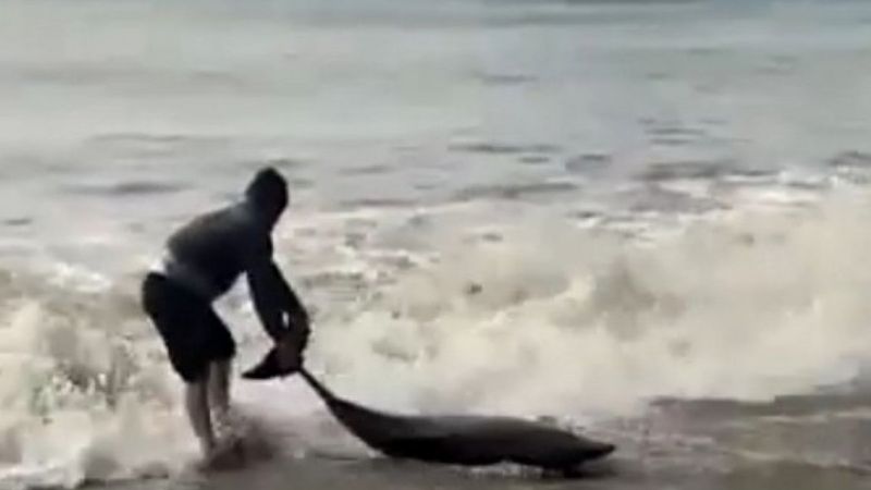 Antalya’da sahile vuran yunusu, vatandaşlar kurtardı