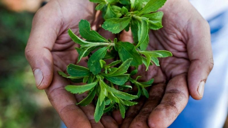 Stevia bitkisi nedir