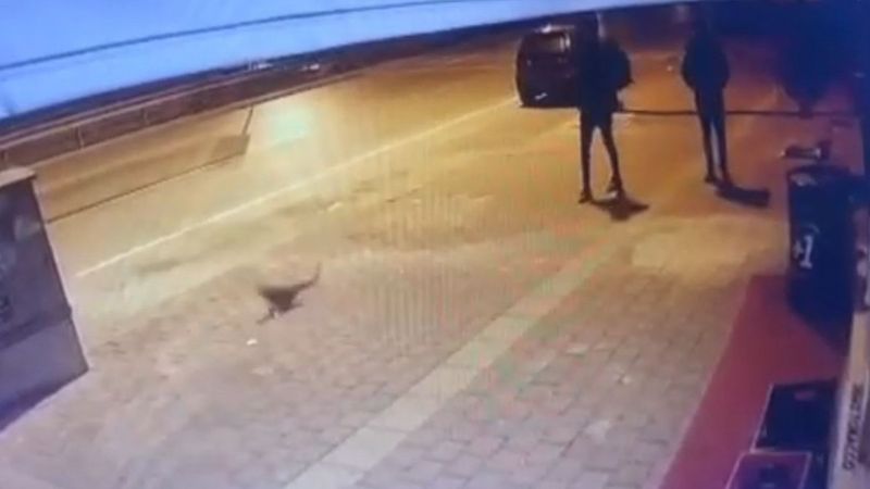 Antalya’da kediyi tekmeleyerek metrelerce havaya uçurdular
