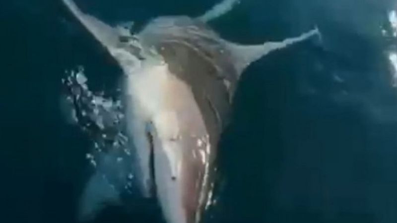 Antalya'da bir balıkçının oltasına dev köpek balığı takıldı