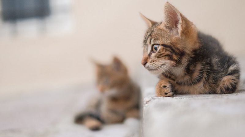 Hz. Peygamber (SAV)'in kıymetli kedisi: 'Müezzâ'