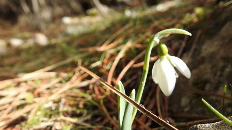 Manisa'nın Spil Dağı Milli Parkı'ndaki kardelenler çiçek açtı