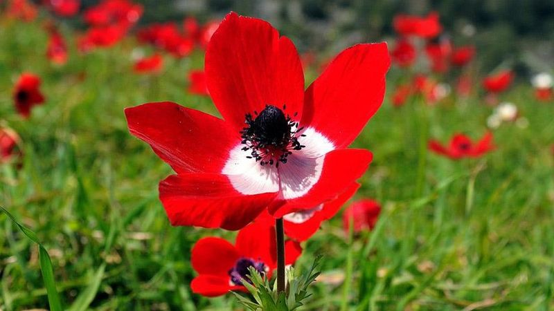 İlk cemre, 19-20 Şubat'ta havaya düşecek