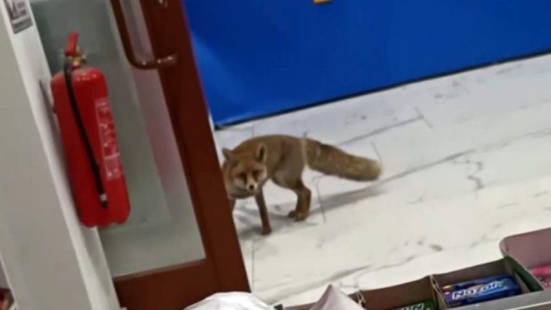 Karabük'te aç kalan tilki markete girdi