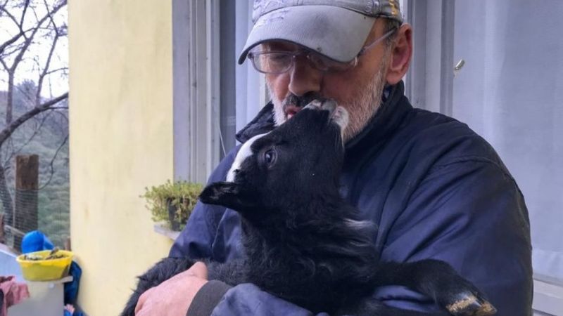 Rize'de bir kişi bacağı kırılan kuzusunu hastaneye götürdü