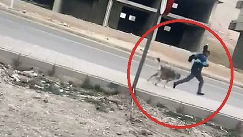 Mardin'de 7 kişiyi yaralayan köpek kuduz çıktı: 1 mahalle karantinada