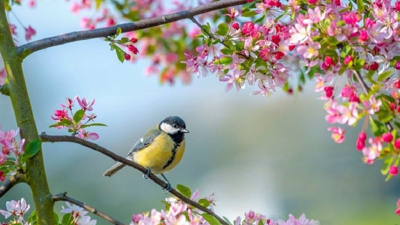 İkinci cemre ne zaman ve nereye düşecek? Cemre düşme tarihleri 2022