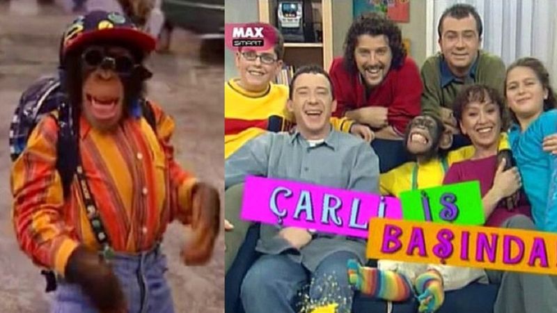 Bir zamanlar ondan meşhuru yoktu! Oyuncu şempanze Çarli şimdi bakın ne yapıyor