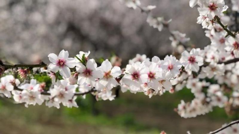 İkinci cemre ne zaman ve nereye düşecek? Adım adım bahara...