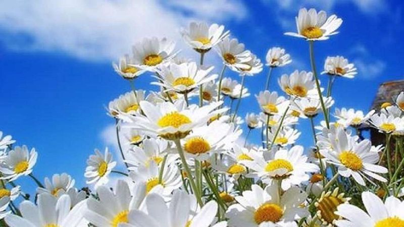 Üçüncü cemre ne zaman ve nereye düşecek? İşte 3. cemre düşme tarihi 2022