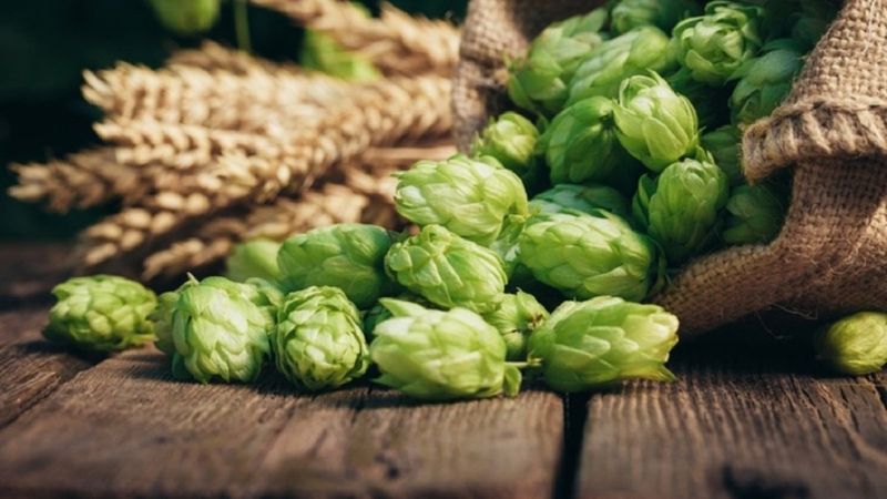 Doğal idrar söktürücü: Şerbetçi otunun mucizevi faydaları