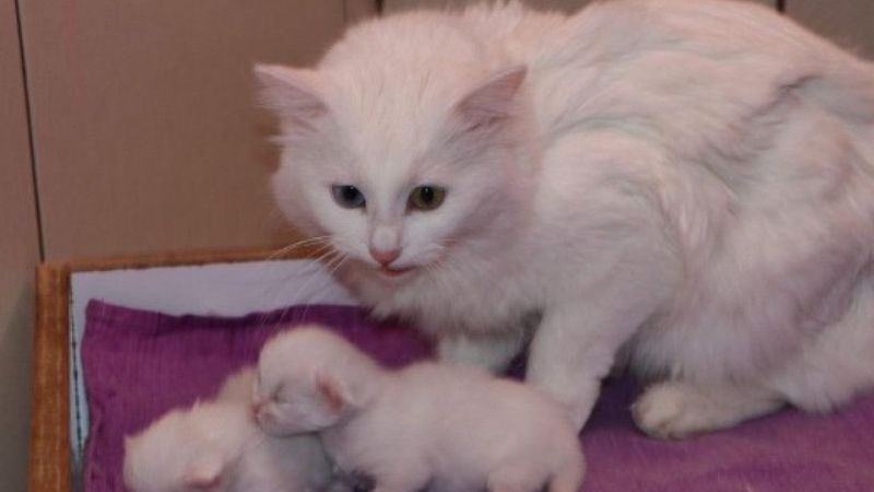 Van kedileri, yılın ilk yavrularını dünyaya getirdi