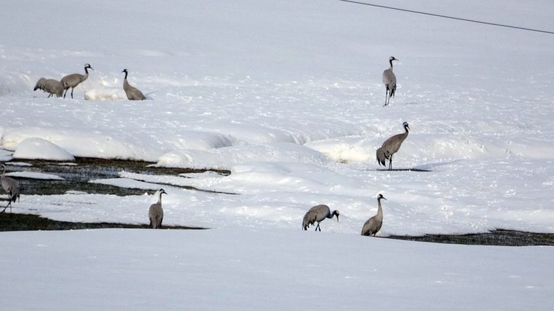 Turnalar 30 yıl sonra Hakkari'de