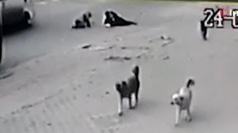 Kütahya'da köpeklerden kaçan anne ile oğlu, kazadan son anda kurtuldu