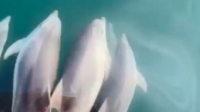 Karadeniz'de yunus sürüsü görüldü