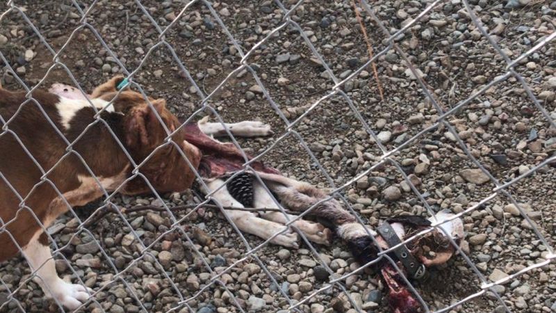 Çanakkale’deki merkezde köpeklerin açlıktan birbirini yediği iddiası