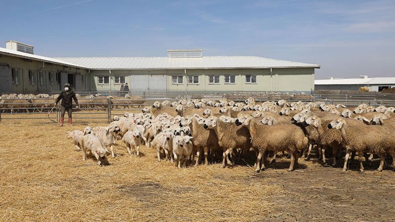 Sivas'ta baharın müjdecisi kuzular, annelerine kavuştu