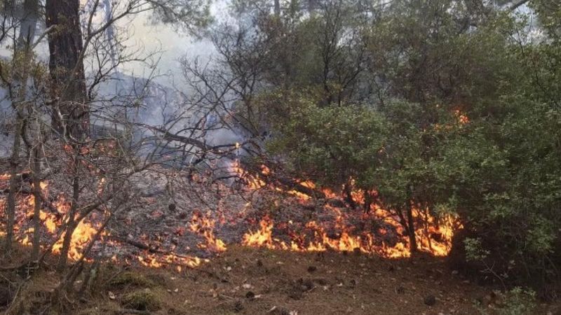 Aydın'da 10 dönüm ormanlık alan yandı