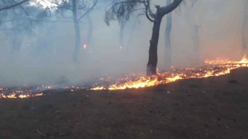 Balıkesir’de orman yangını