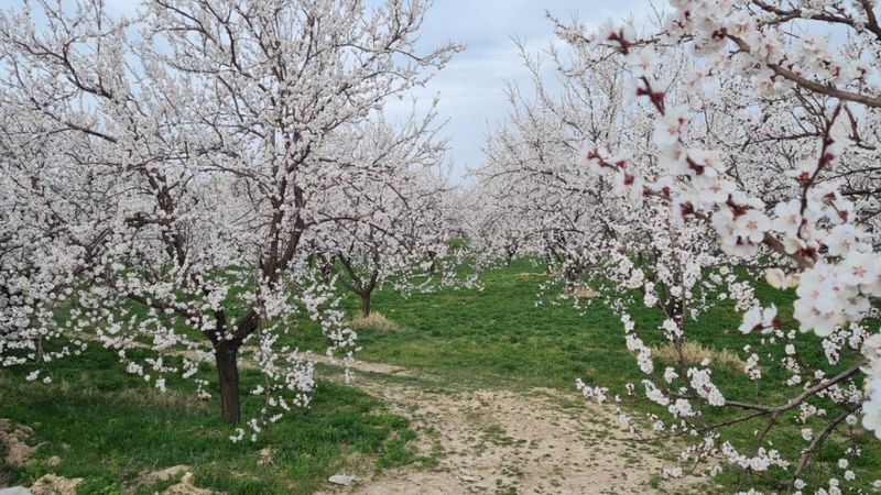 Malatya'da kayısı ağaçları çiçek açtı