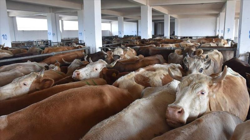 Bazı hayvan hastalıkları için tazminat kararı