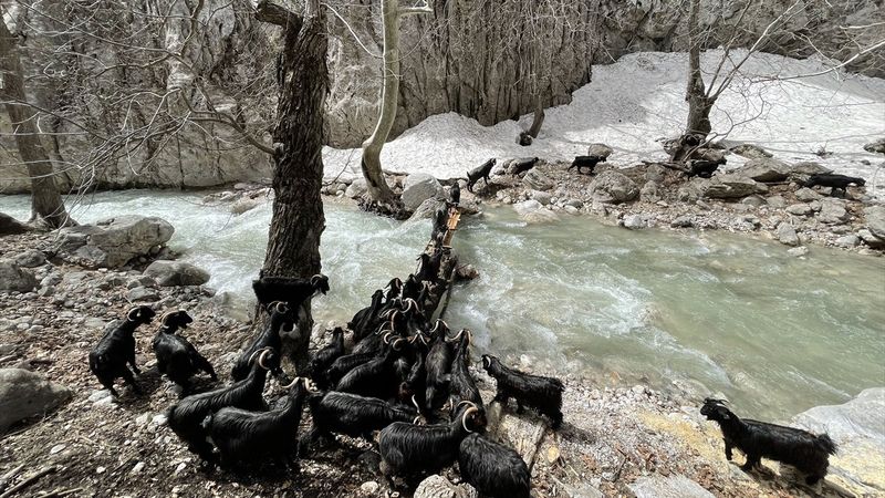 Kayserili besicilerin, sürüleriyle Aladağ yaylalarına zorlu yolculuğu