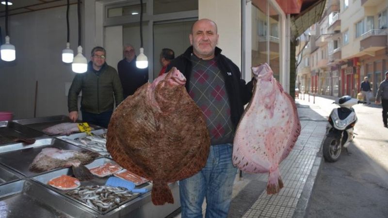 Sinop'ta balıkçıların ağına dev kalkan balıkları takıldı