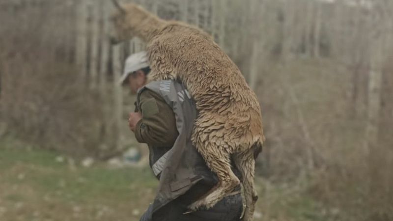 Kahramanmaraş'ta av müfettişi, hasta yaban keçisini sırtında 3 kilometre taşıdı